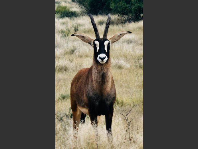 Roan Bul