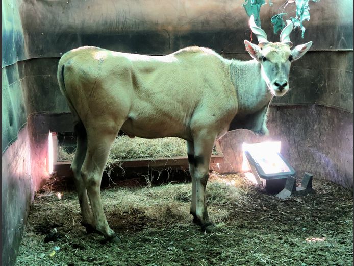ELAND | ABORELLA
