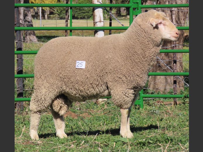 177 | Rooipoort Poenskop Merinos