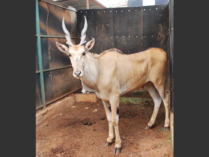 ELAND | Christo Kruger Bdy
