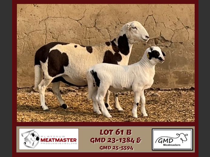 GMD 23-1384 | Mike Greyling - GMD Meatmasters, Morgenzon