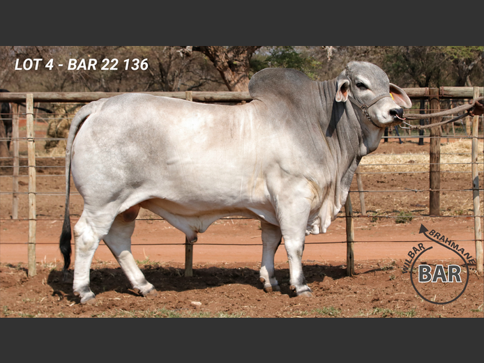 BAR22136 | BARNARD WJ