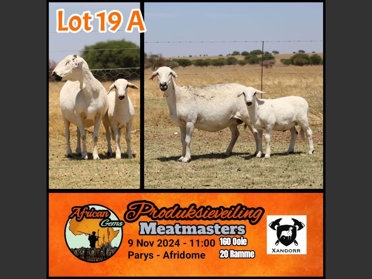Lot 19A | AFRICAN GEM MEATMASTER PRODUKSIEVEILING | SwiftVEE ...