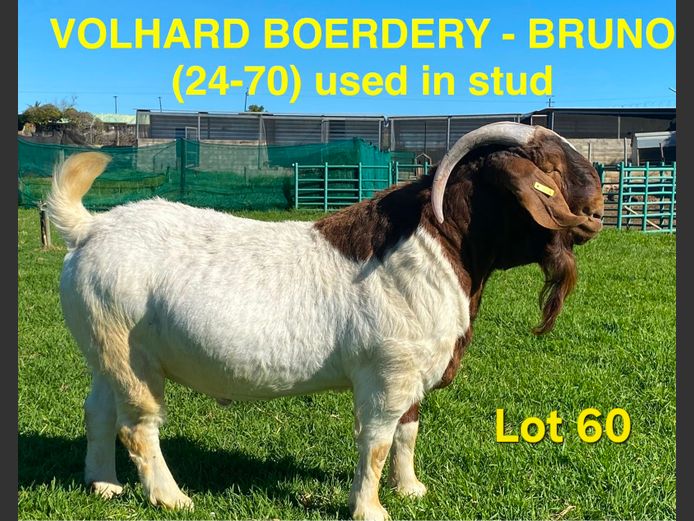 24-70 | Volhard Boerbokstoet