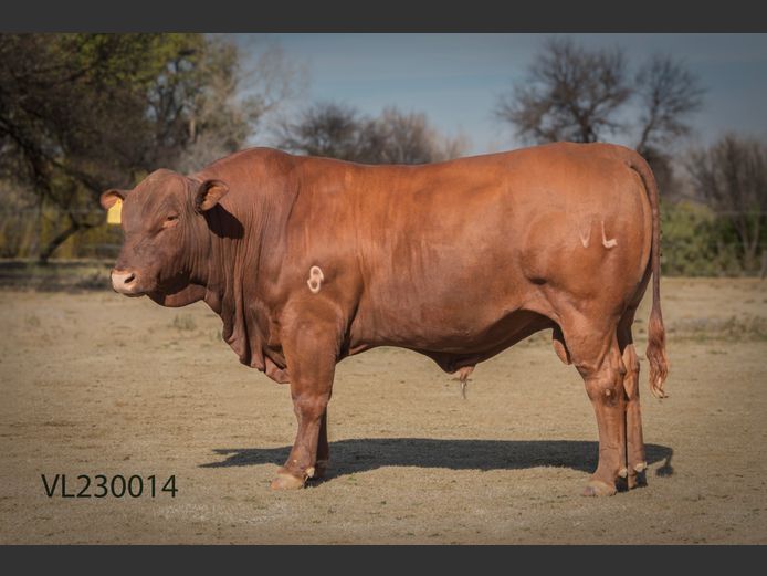 VL230014 | T.D.J. VLOTMAN