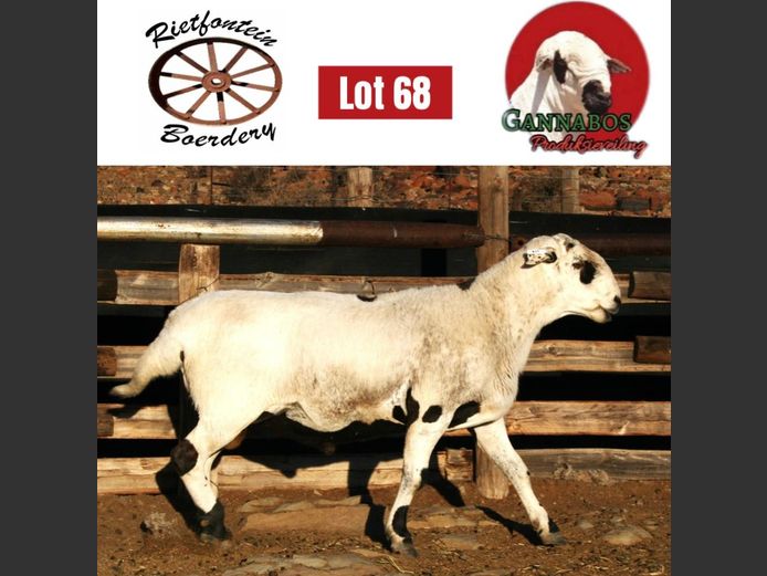 117 | Rietfontein Boerdery