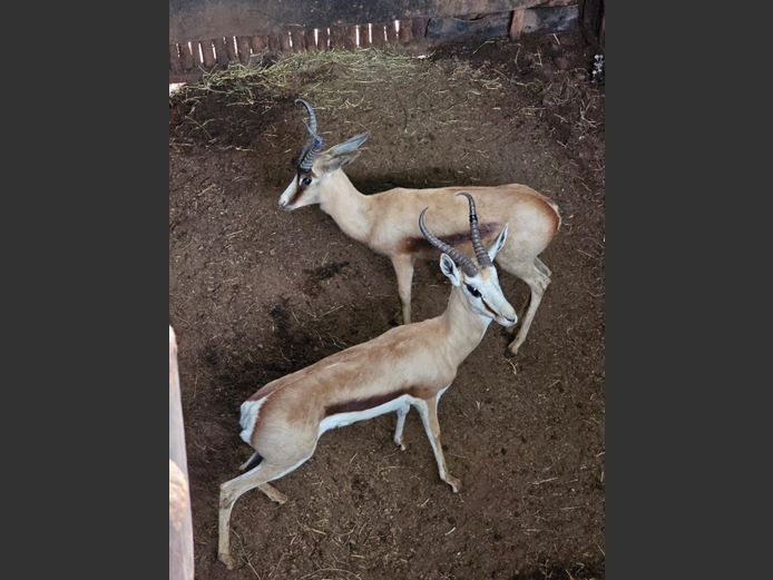 SPRINGBOK | DH CILLIERS