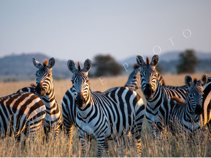 BURCHELL'S ZEBRA FAMILY GROUP | INYATHI