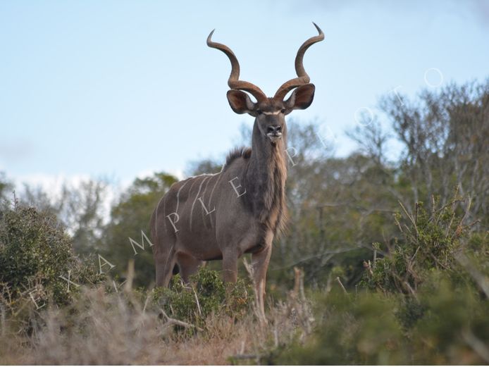 KUDU TROPHY BULL | INYATHI