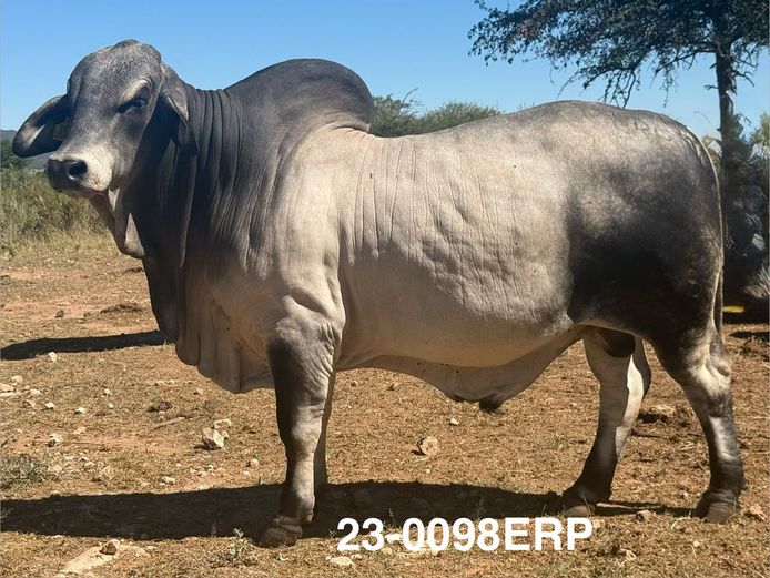 23-0098ERP | HARROBI BRAHMAN