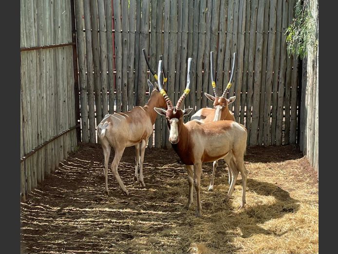 Saddleback Blesbok