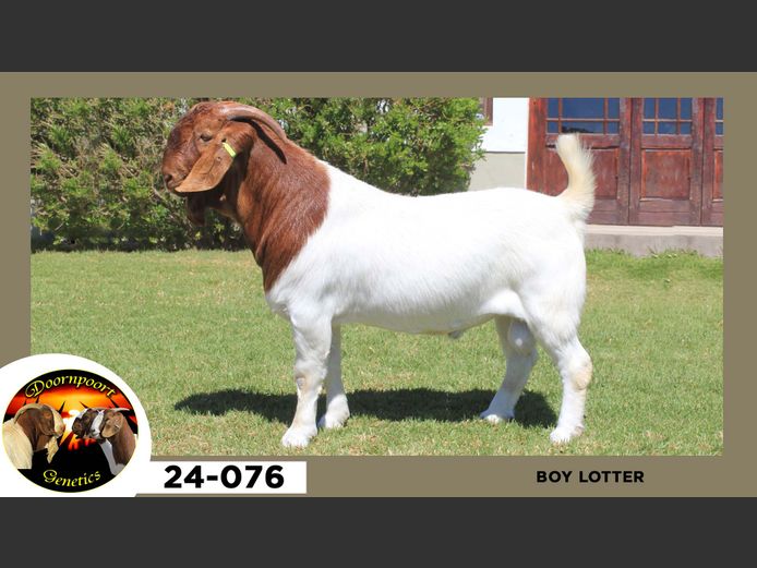 24-076  |  Boy Lotter