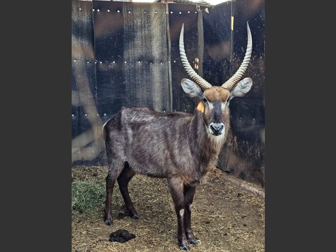 WATERBUCK | HUGOMOD