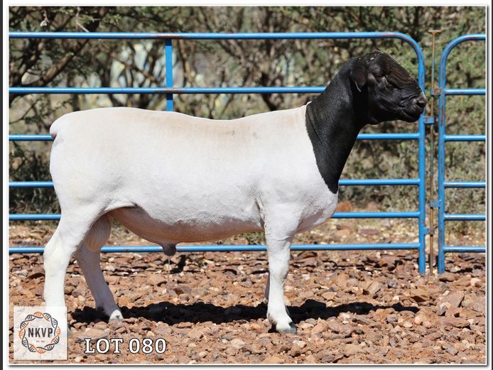 1643 24 0296 | C.C. VAN DEVENTER