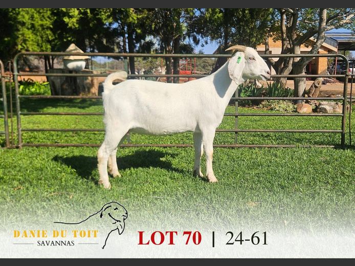 24-61 | Danie du Toit