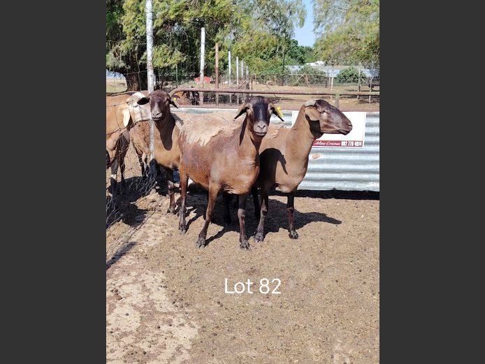 JAC 23-17 | Jacob's Share Meatmasters