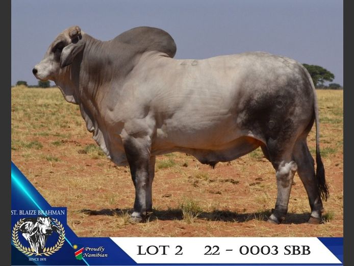 22-0003SBB | ST. BLAIZE BRAHMAN STOET