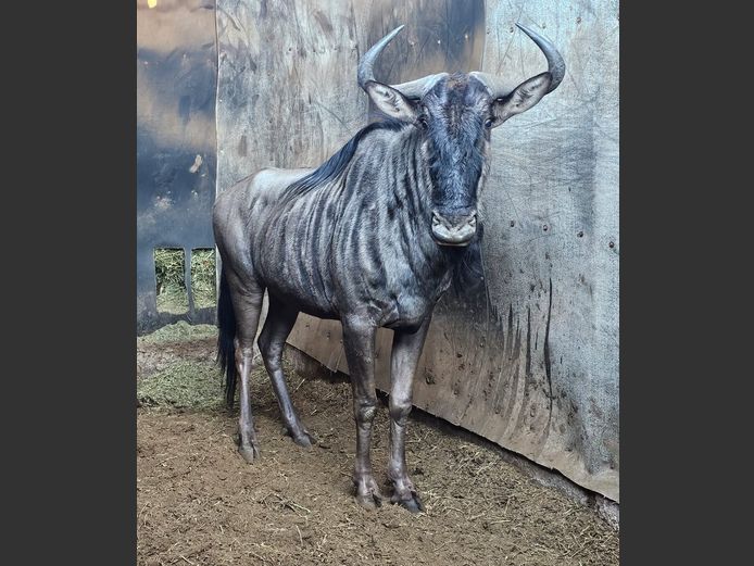 BLUE WILDEBEEST | DITJABE