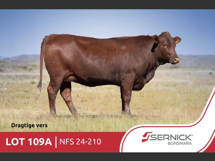 NFS 240210 | SERNICK BONSMARA STOET