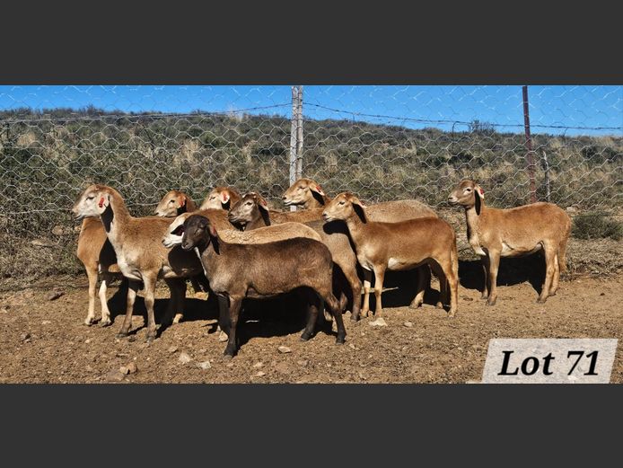 Ewes | Ben Tson