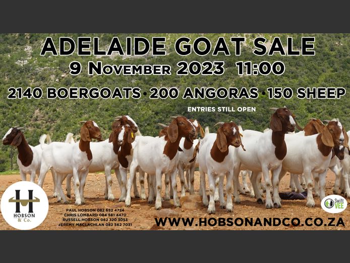 ADELAIDE GOAT SALE