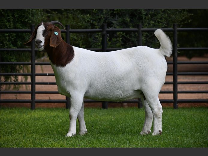 776240041 | Nico Botha Boerbokstoet