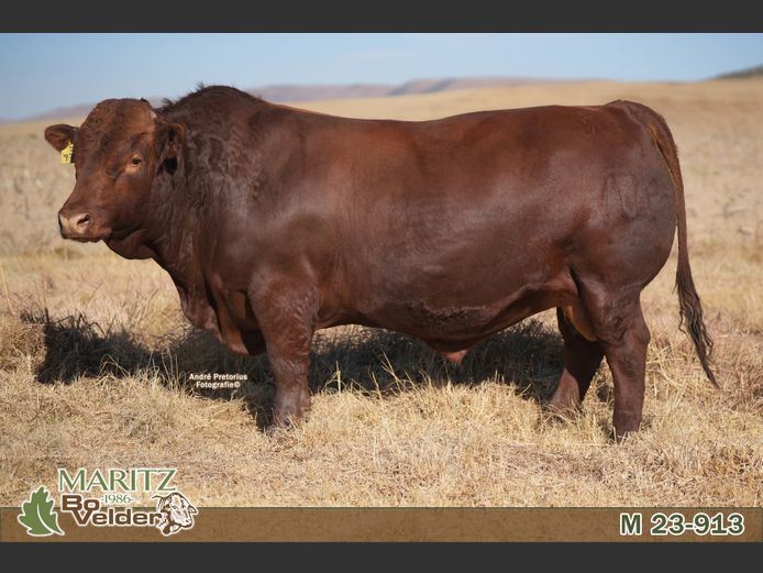 M230913 | Maritz Bovelders
