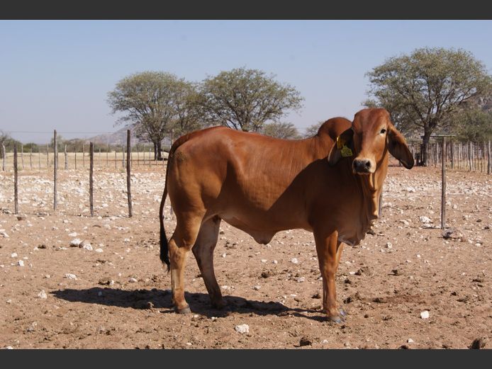 22-0039DNC | DANECO BRAHMAN STOET