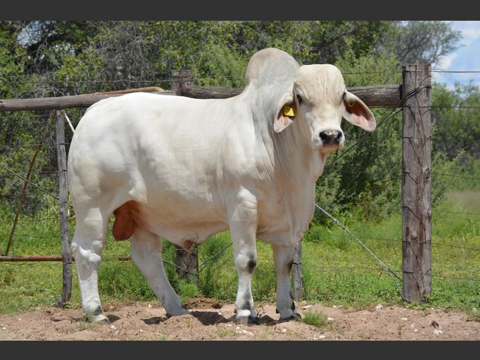 22-0268FK | WANETTA BRAHMANE