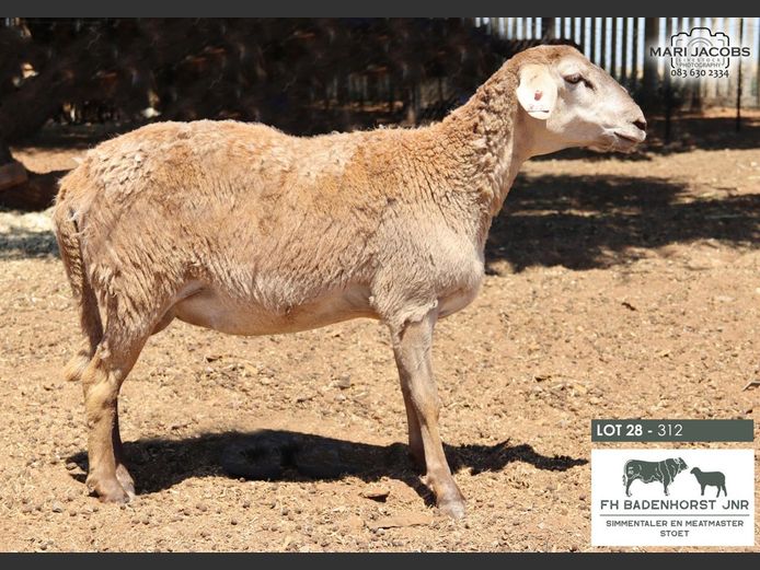 312 | FH Badenhorst JNR