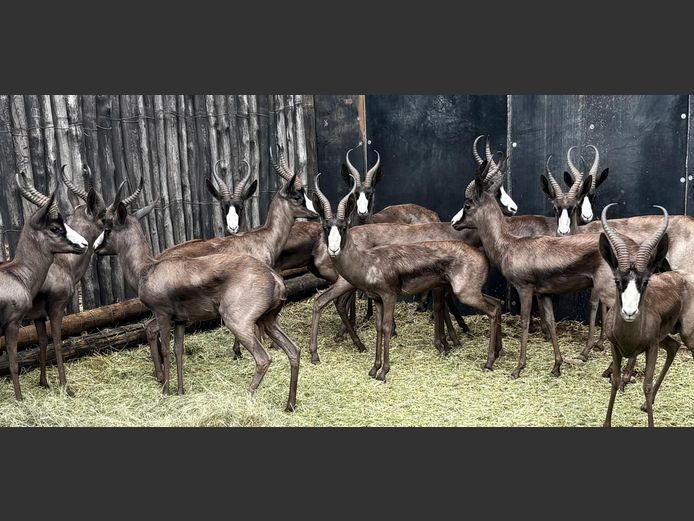 Swart Springbok Jagramme