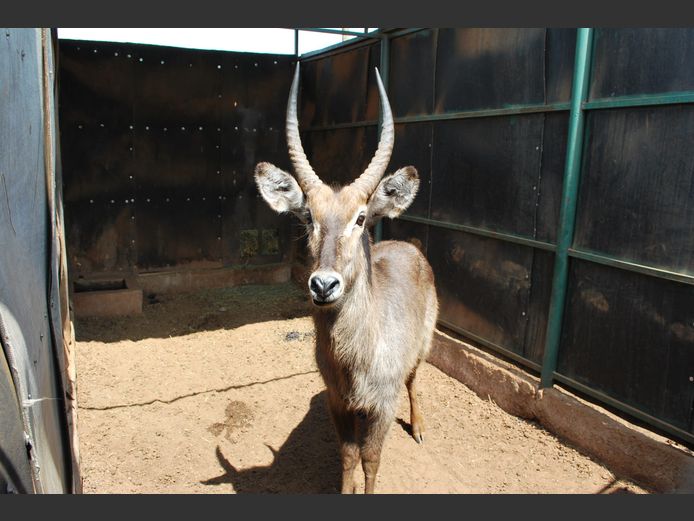 WATERBUCK | HELICON