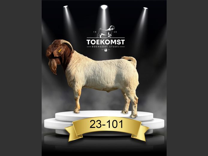 230101 | TOEKOMST BOERGOAT STUDS