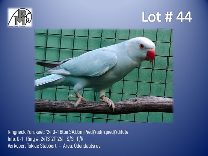 0-1 '24 Ringneck Parakeet: Blue SA.Dom.Pied/?adm.pied/?dilute - Tokkie Slabbert
