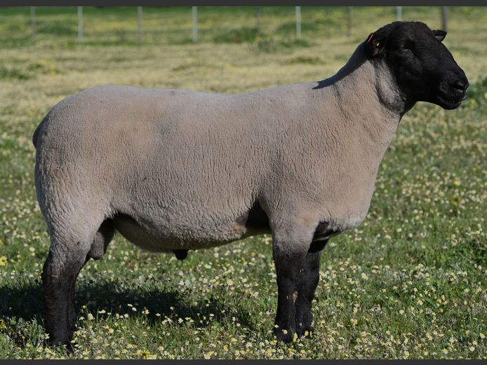 377 250004 | D. LINDE