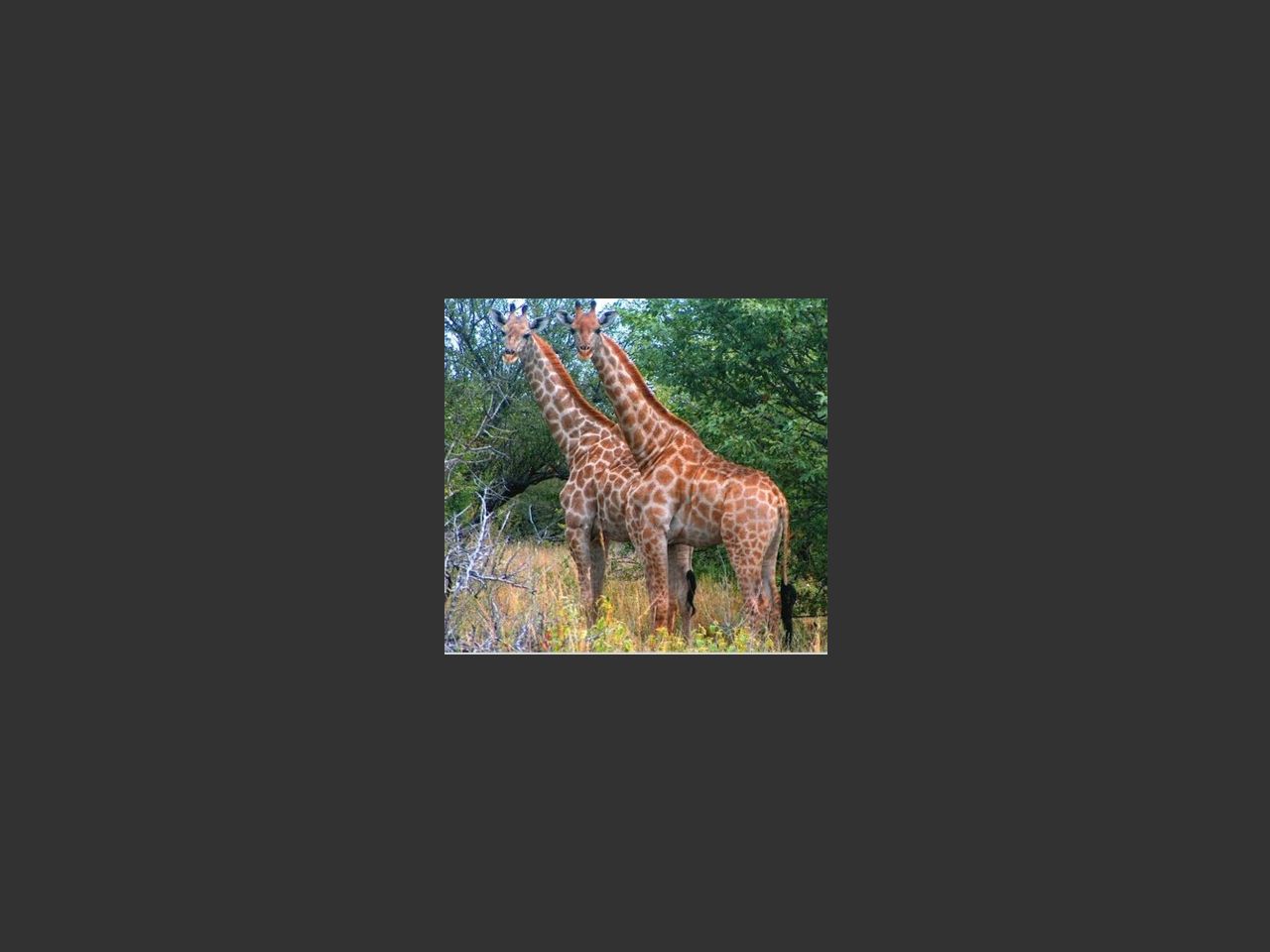 images