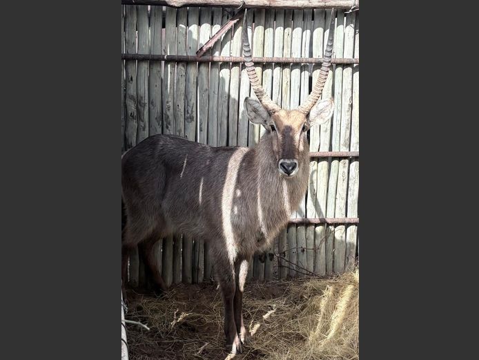 Waterbok Bul