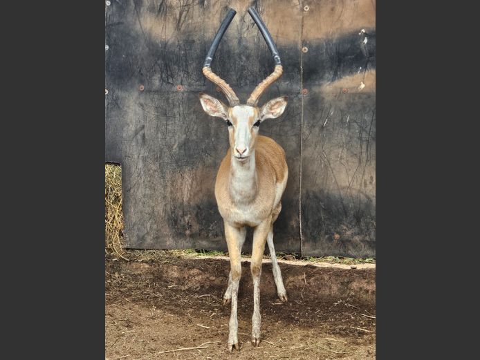 WHITE FLANK ROOIBOK | TAWNI SAFARIS