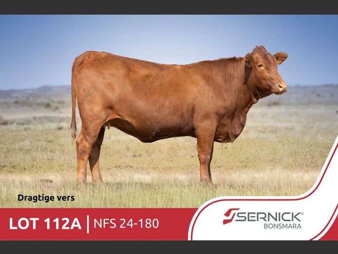 NFS 240180 | SERNICK BONSMARA STOET