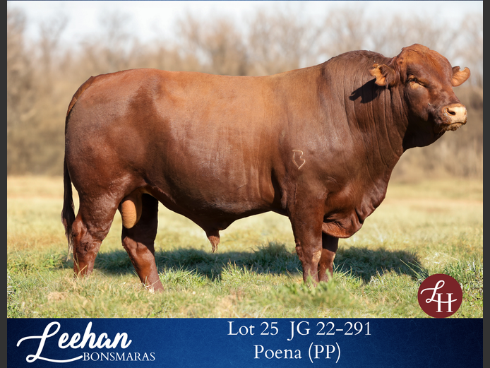 JG220291 | Leehan Bonsmara