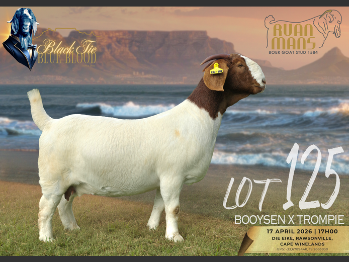 1584 24-107 | Ruan Mans Boerbokstoet