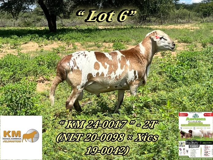 KM24-0017 | KAMAA MARENGA VELDMASTERS 