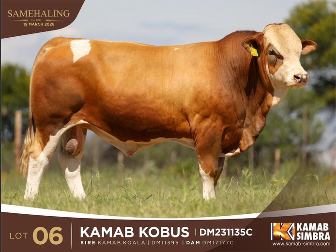 DM231135C | KAMAB SIMBRA