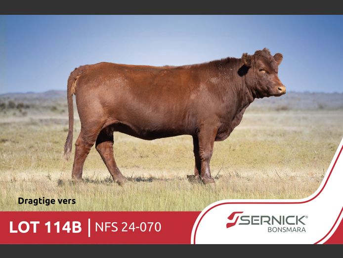 NFS 240070 | SERNICK BONSMARA STOET