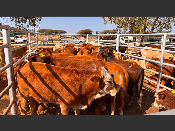 AGRA GROOTFONTEIN WEANER AUCTION