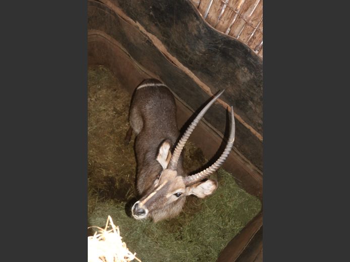Waterbok