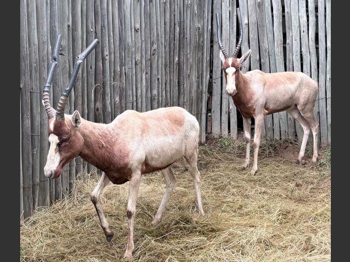 Geel Blesbok Ooie