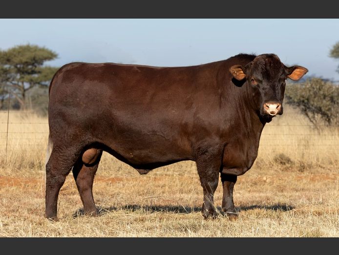 DJL 230016 | TOURO STOET
