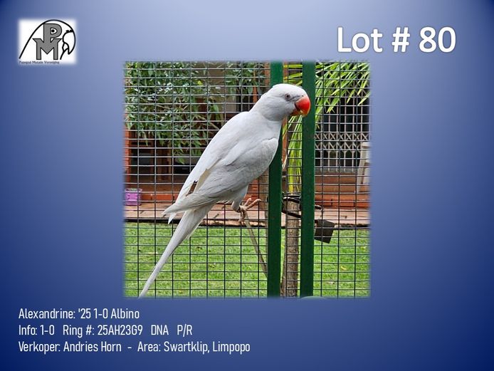 1-0 '25 Alexandrine: Albino - Andries Horn