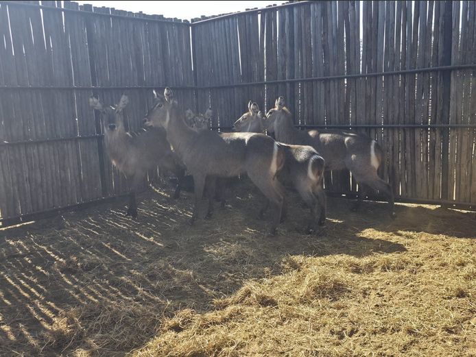 WATERBOK | HANLEY